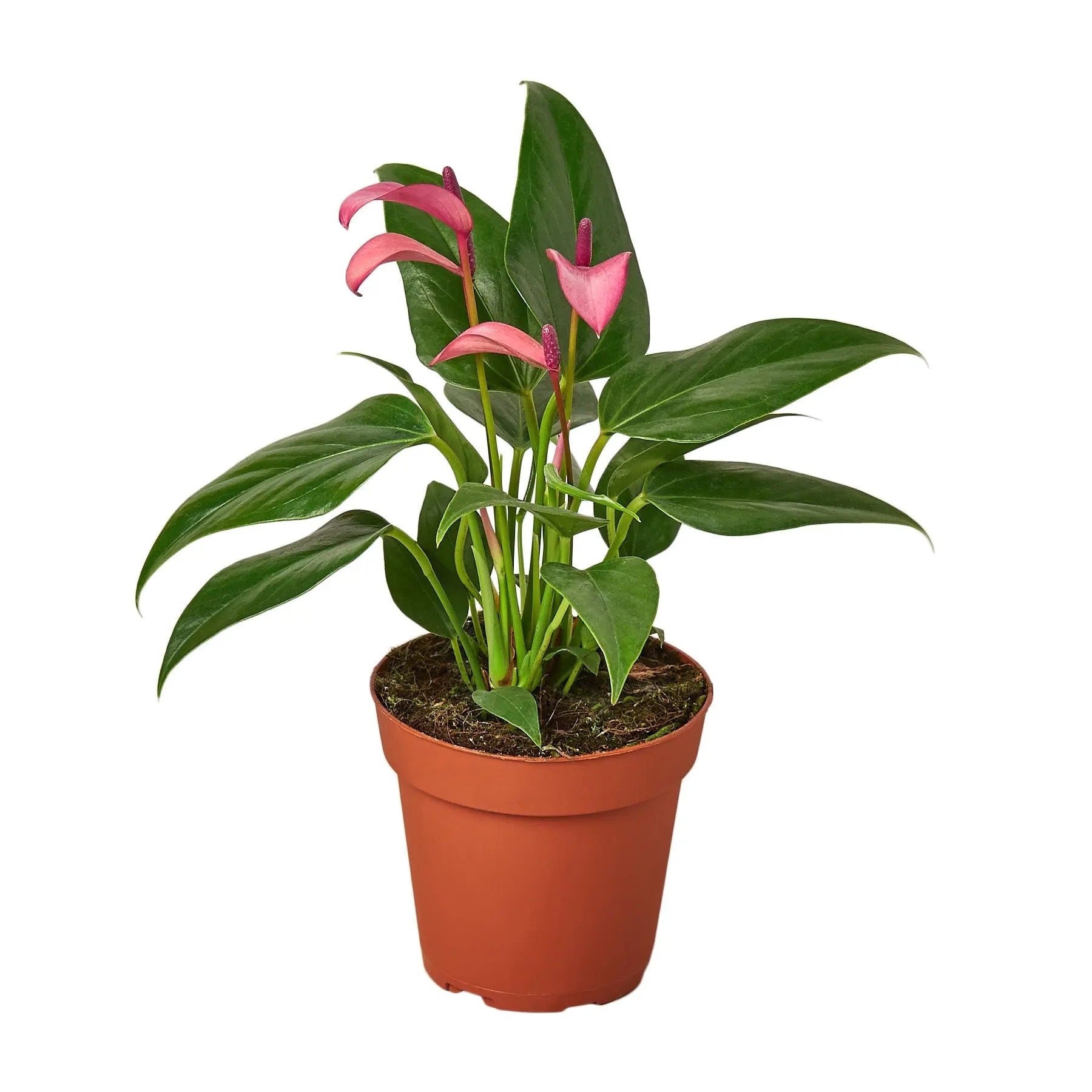 Anthurium Purple - Hive Plants - Indoor & Outdoor Plants