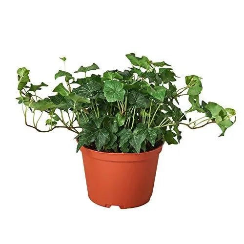 English Ivy &