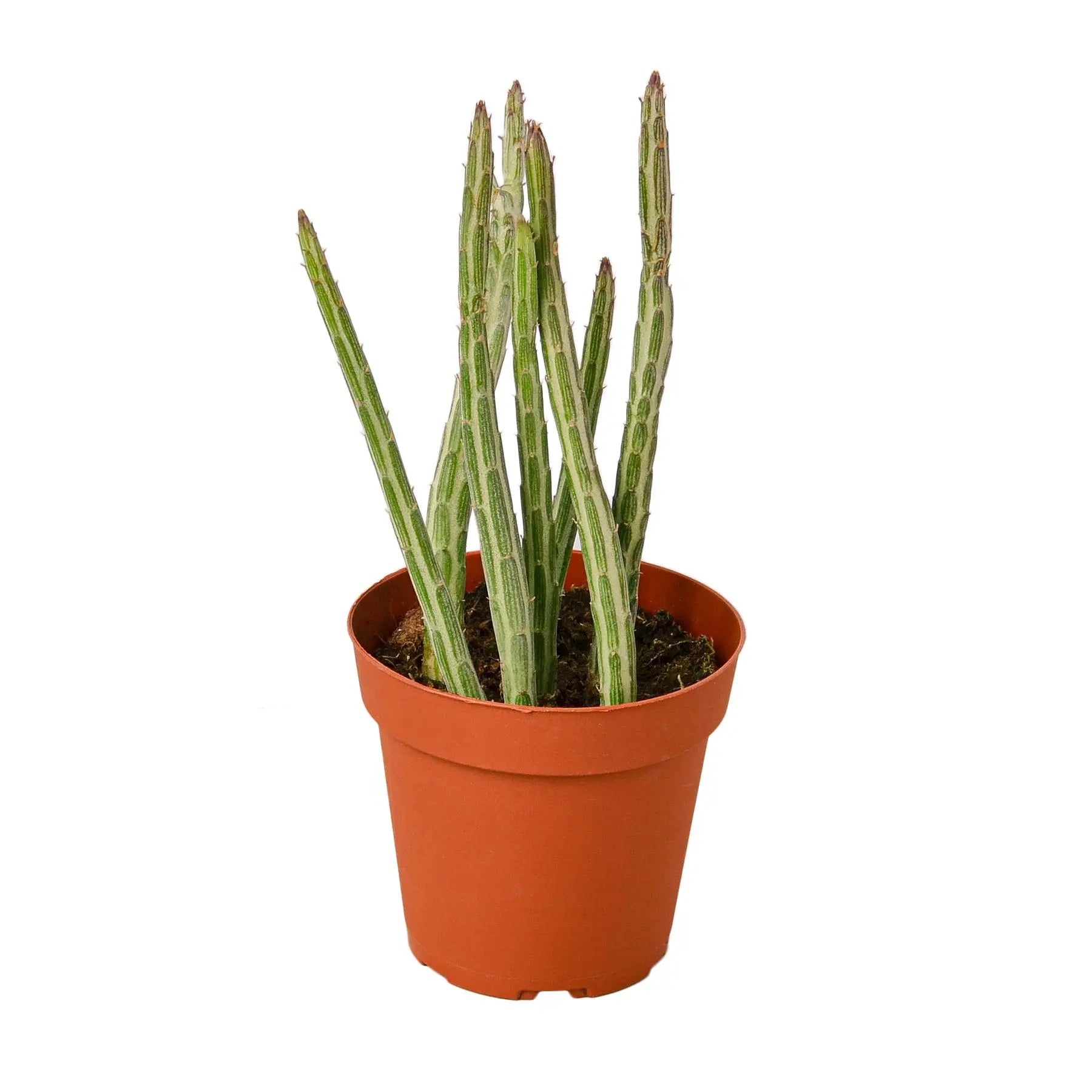 Senecio Stapeliiformis &