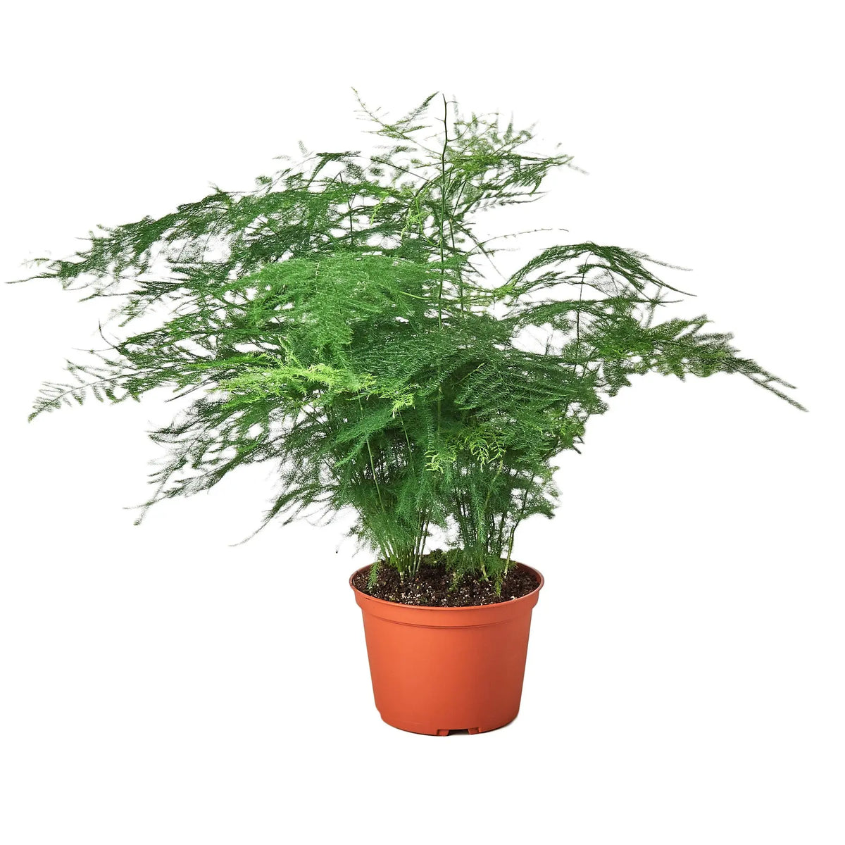 Fern &