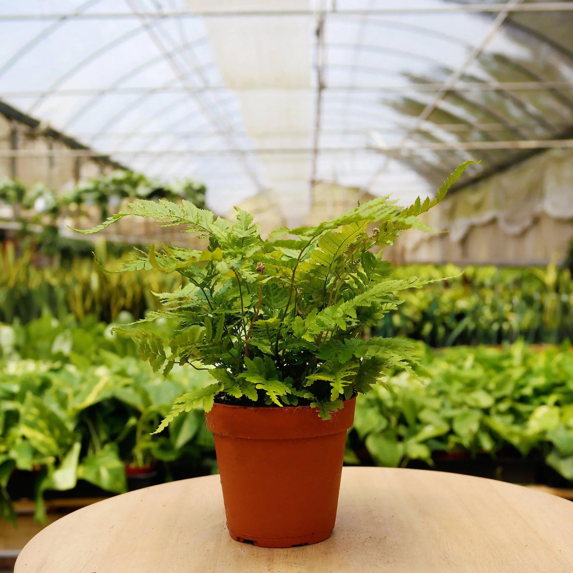 Pet Friendly Subscription Box - Hive Plants -