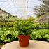 Pet Friendly Subscription Box - Hive Plants -