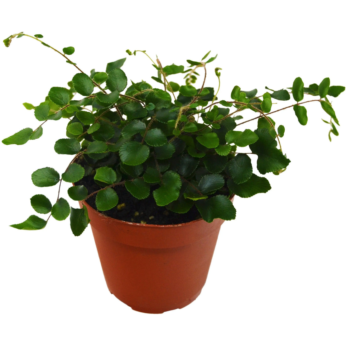 Button Fern - Hive Plants -