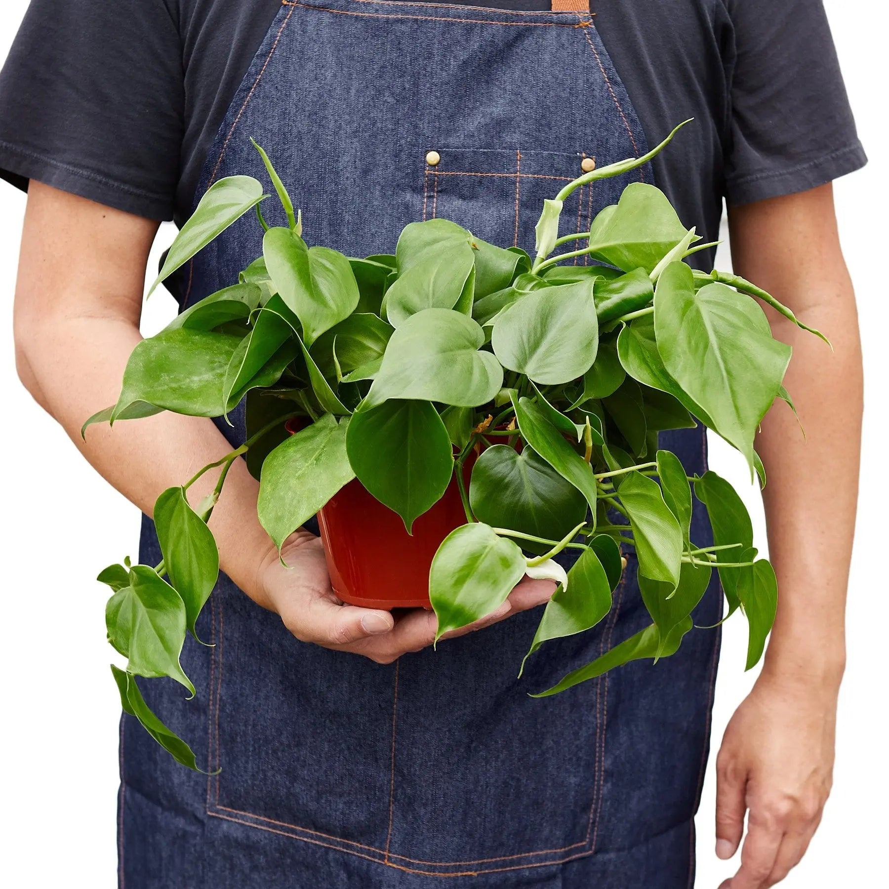 Philodendron &