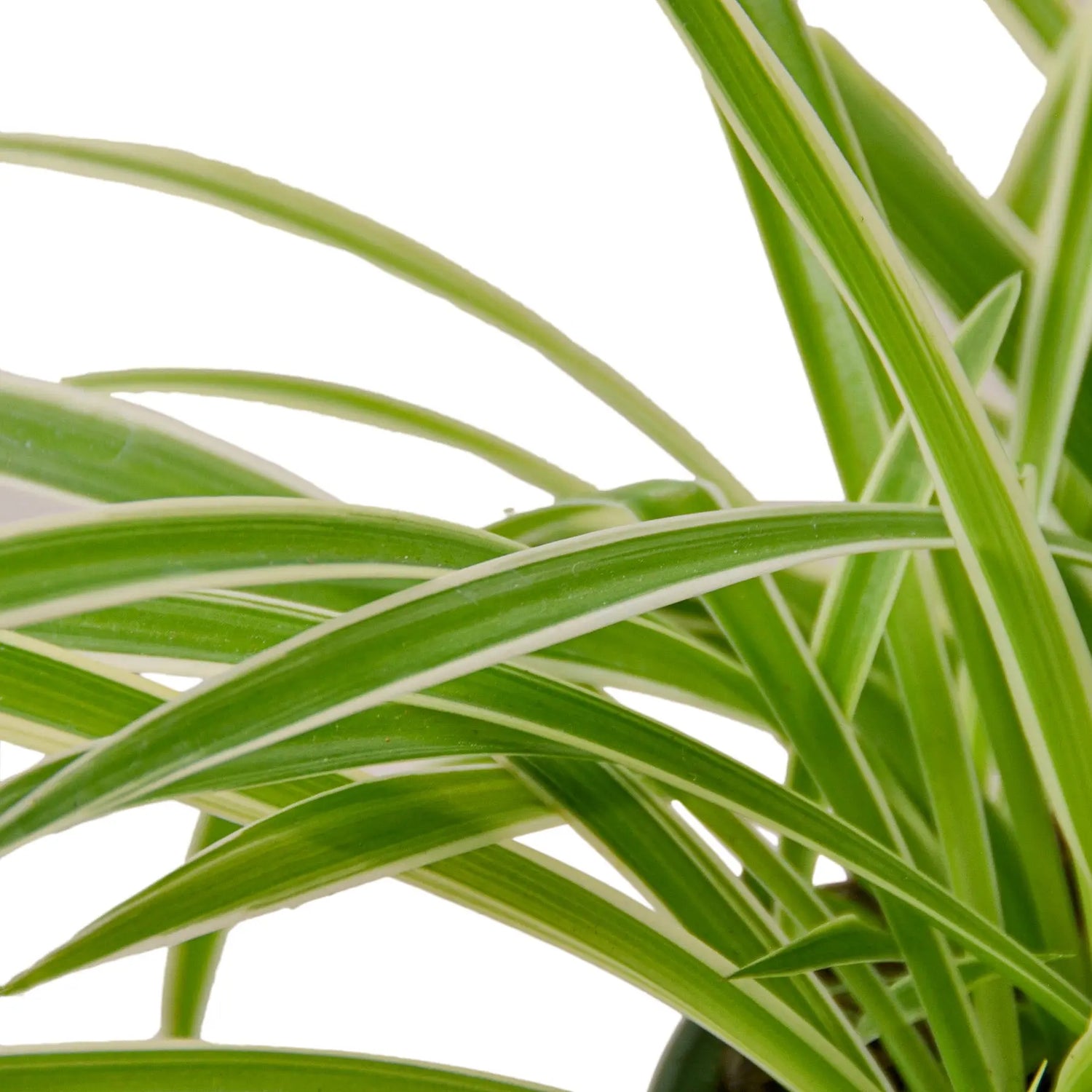 Spider Plant &