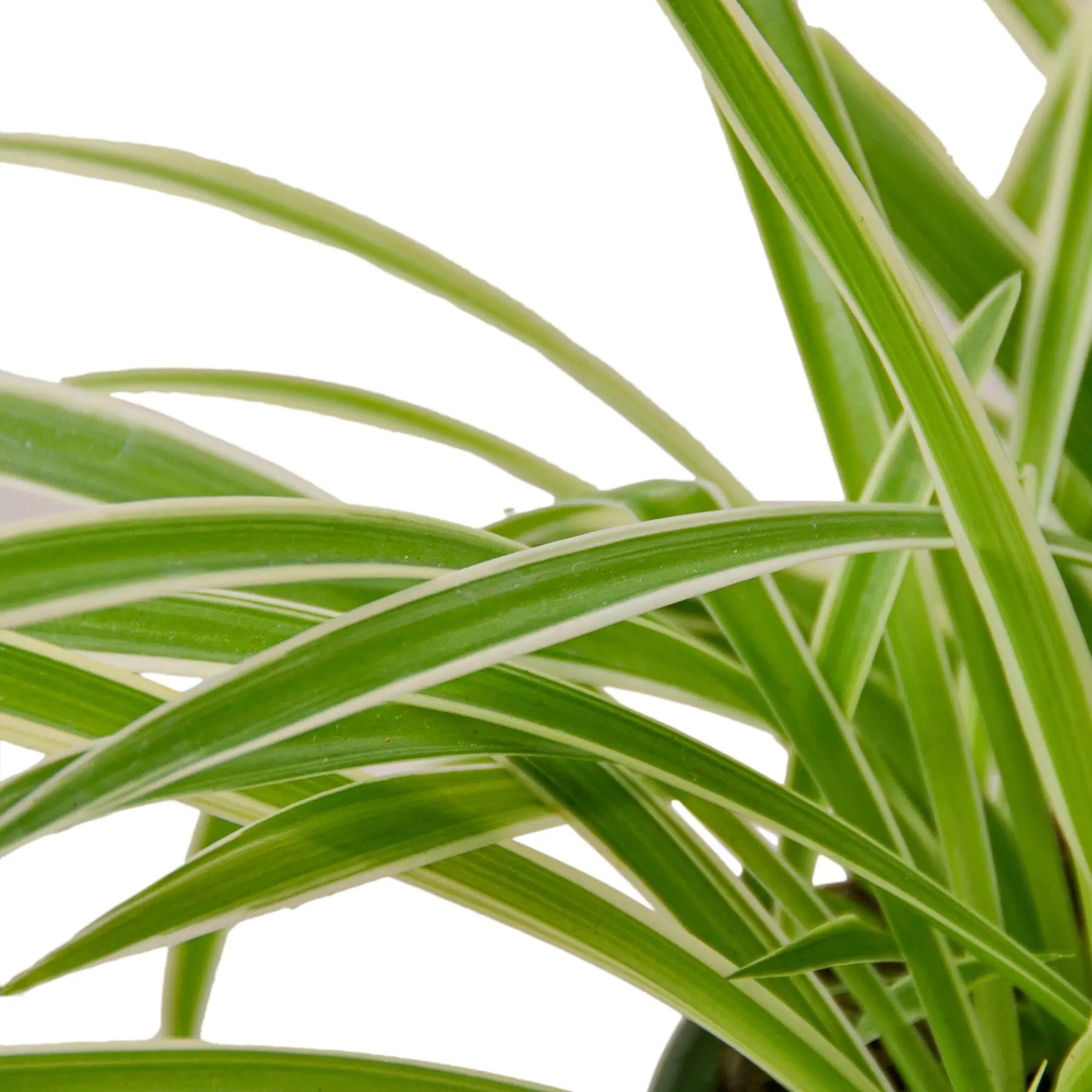 Spider Plant &