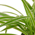 Spider Plant &