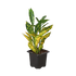 Croton &