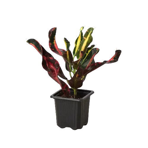Croton &