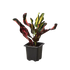 Croton &