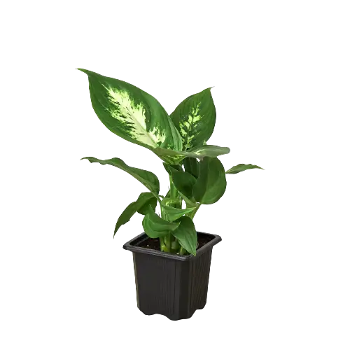 Dieffenbachia &