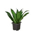 Dracaena &
