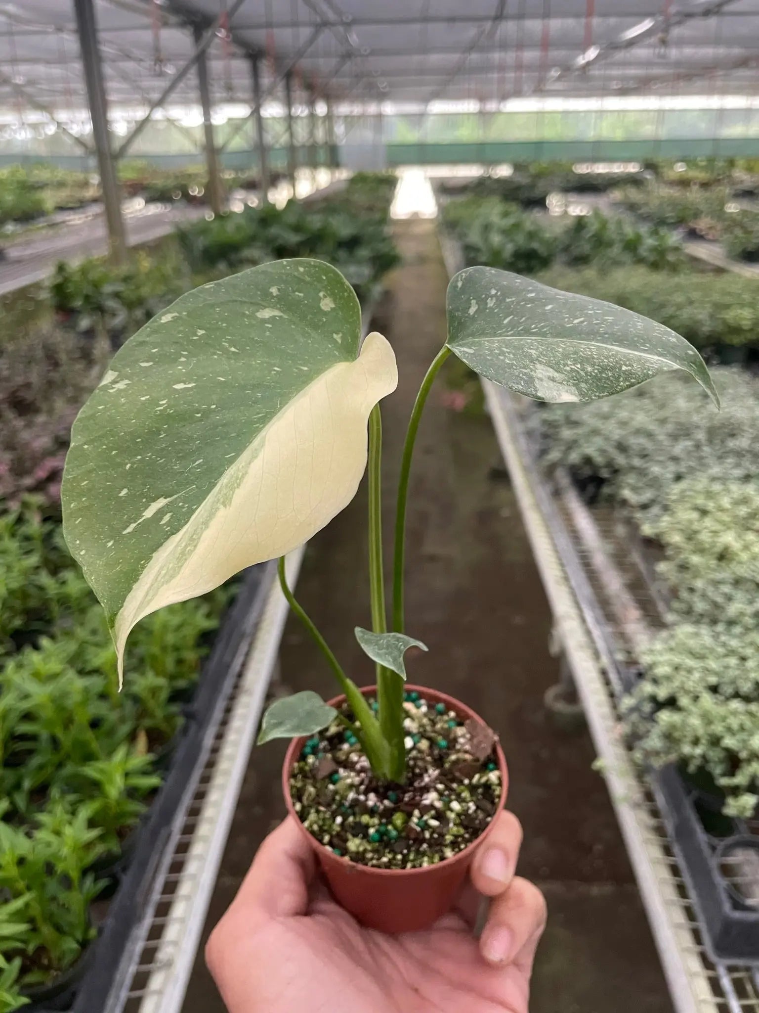 Monstera &