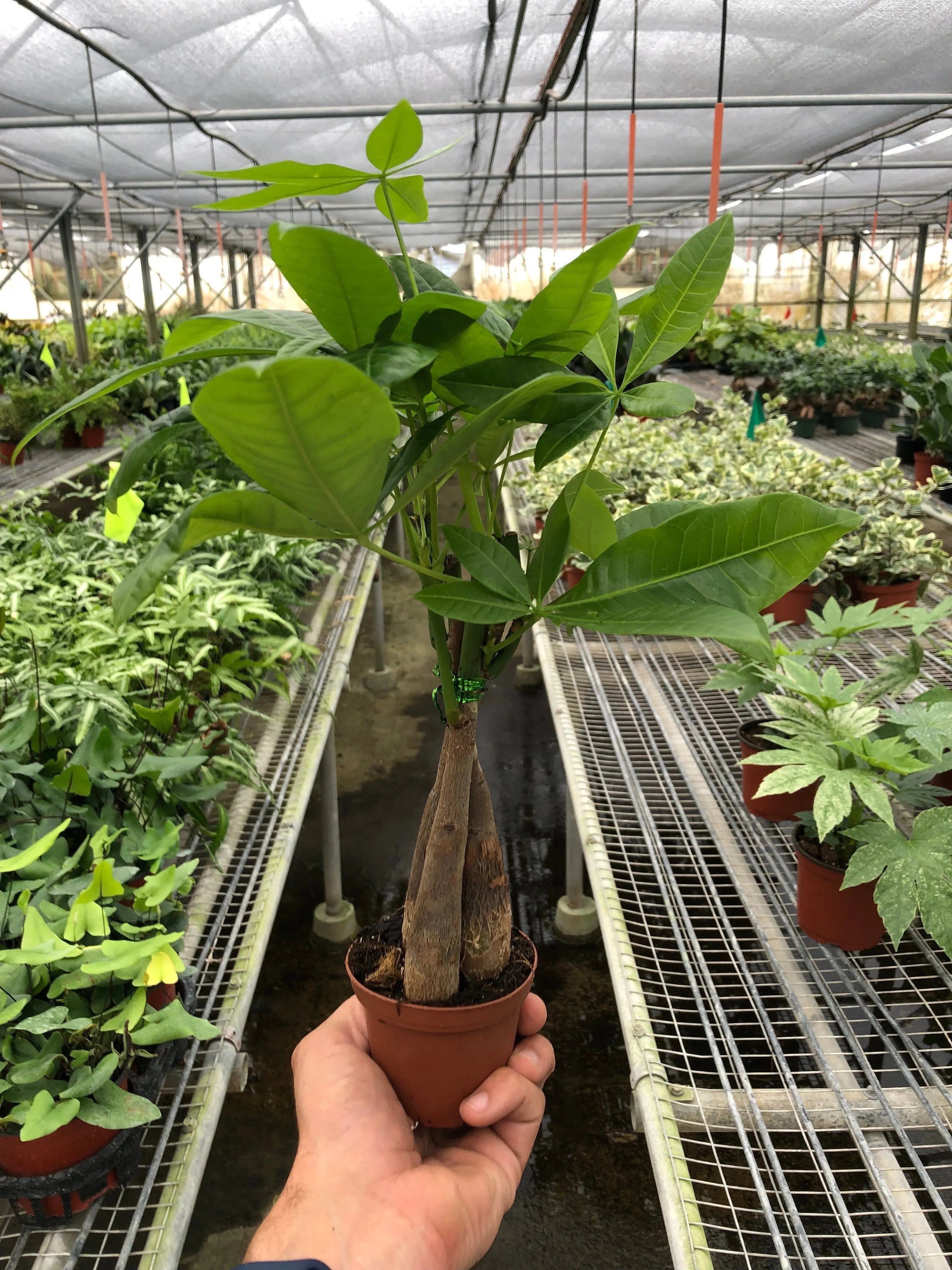 Money Tree - Braid - Hive Plants -