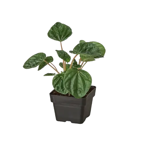 Peperomia &
