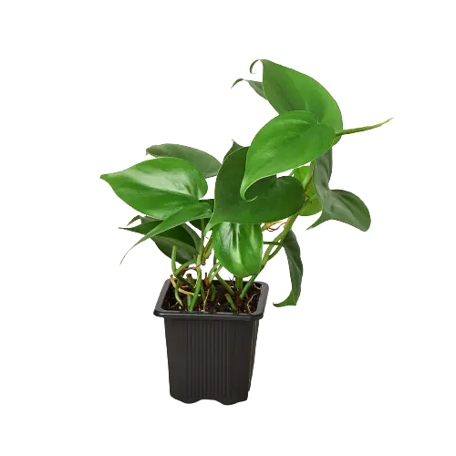 Philodendron &