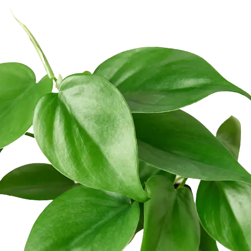 Philodendron &