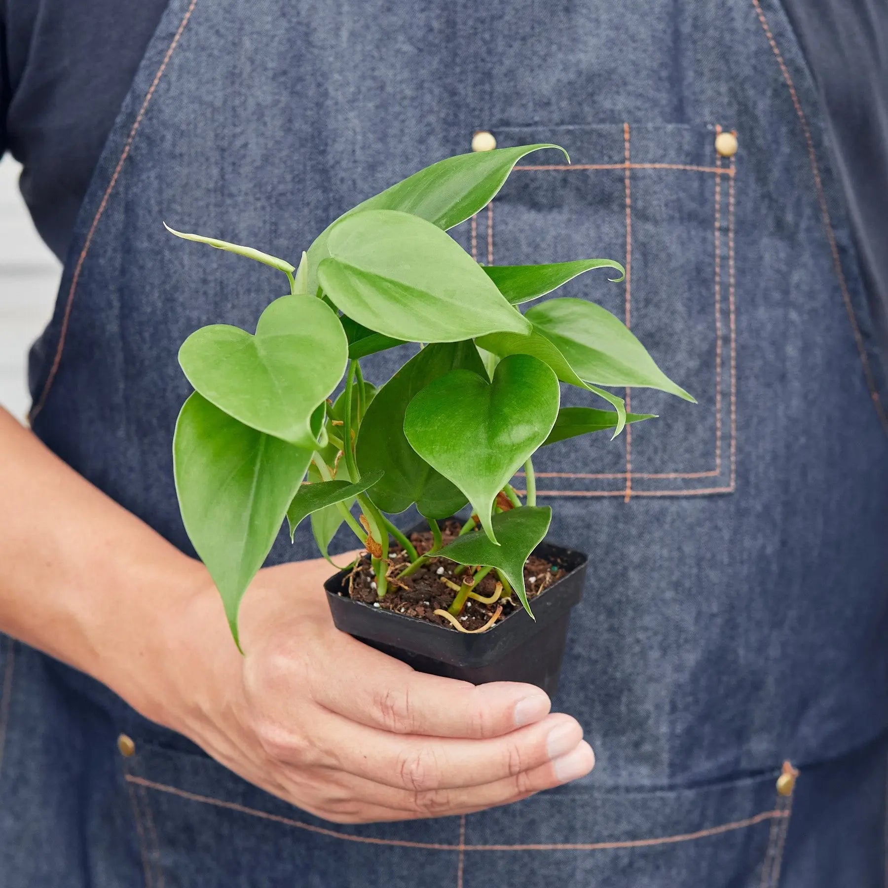 Philodendron &