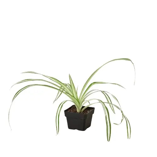 Spider Plant &