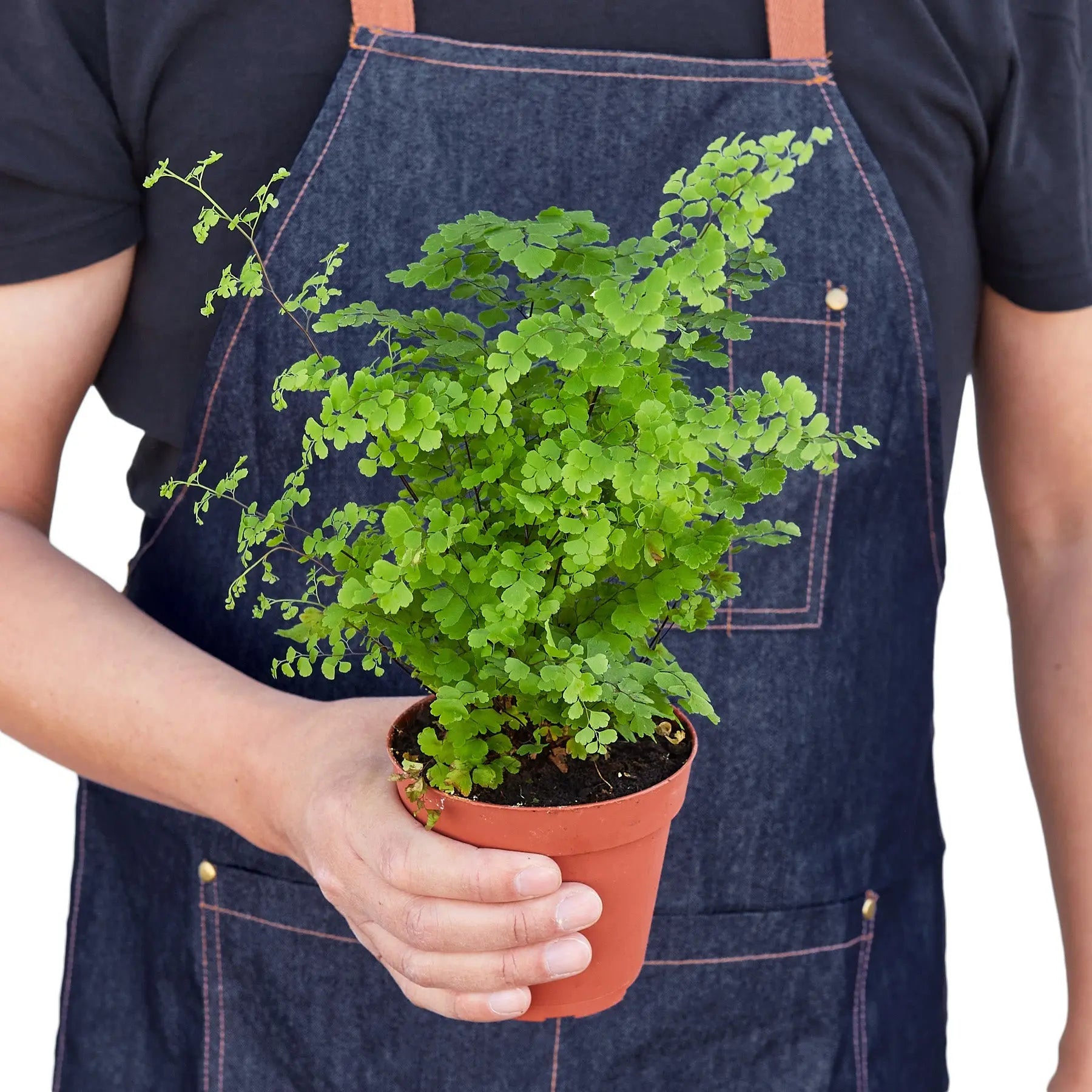 Maidenhair Fern - Hive Plants -