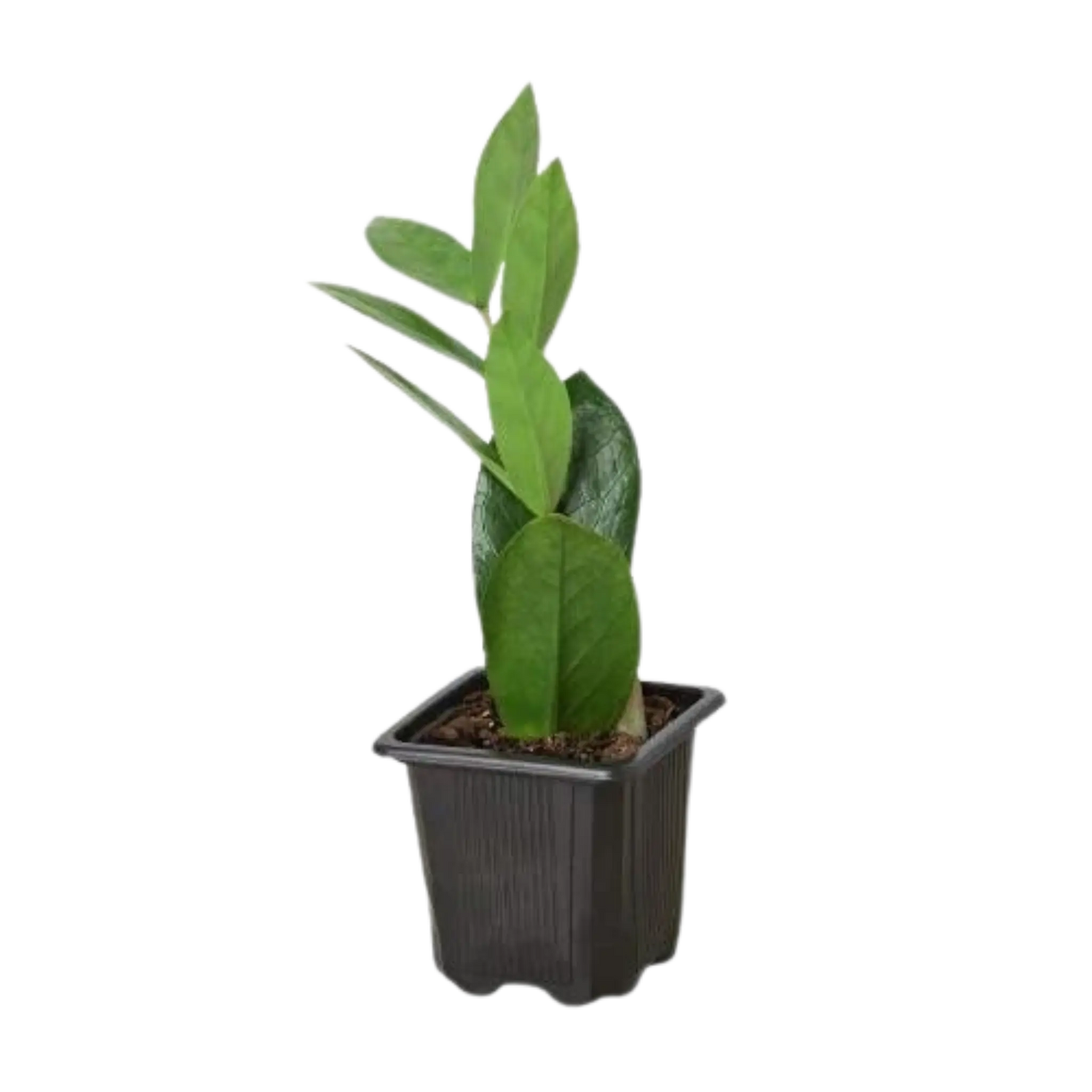 Zamioculcas Zamiifolia &