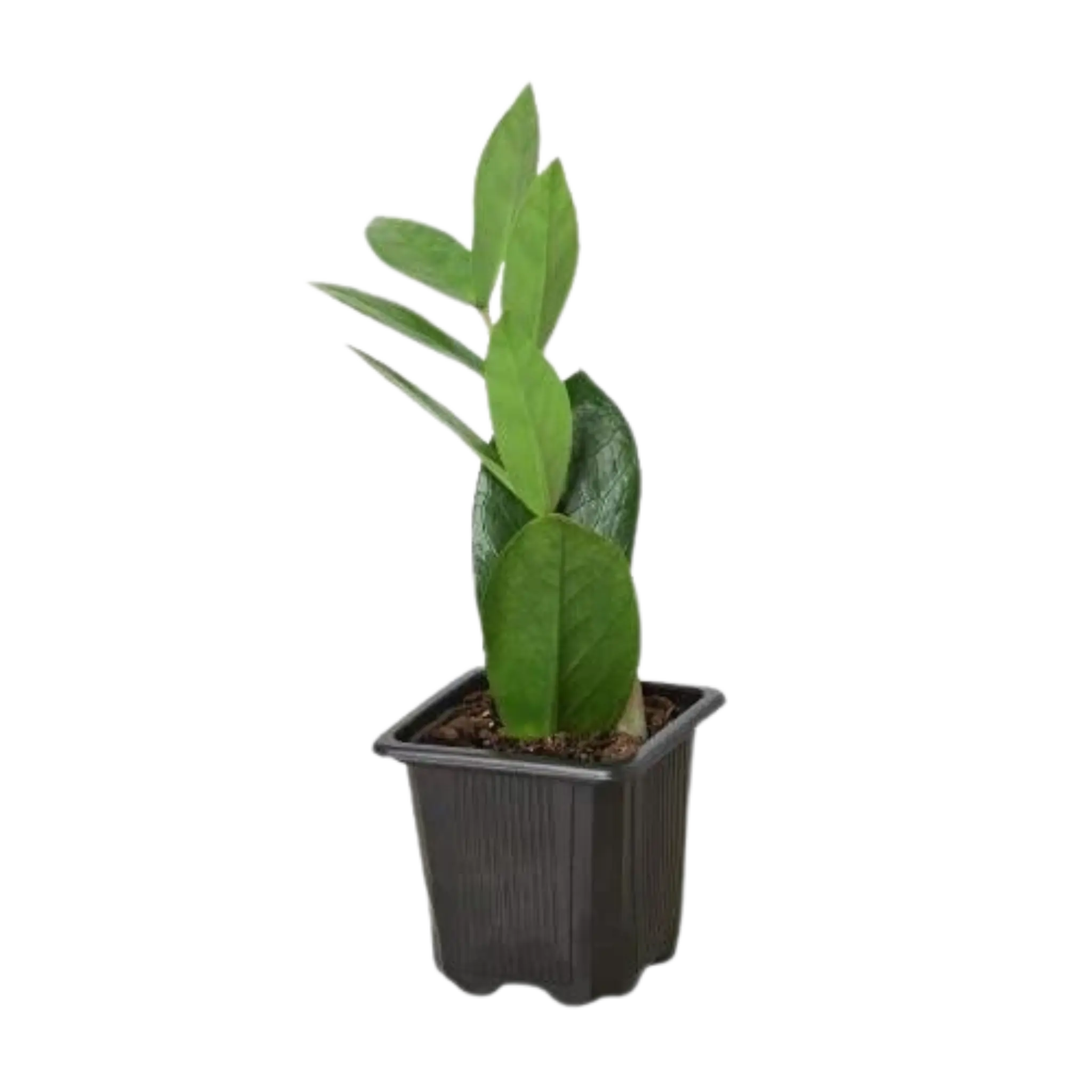 Zamioculcas Zamiifolia &