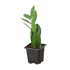 Zamioculcas Zamiifolia &