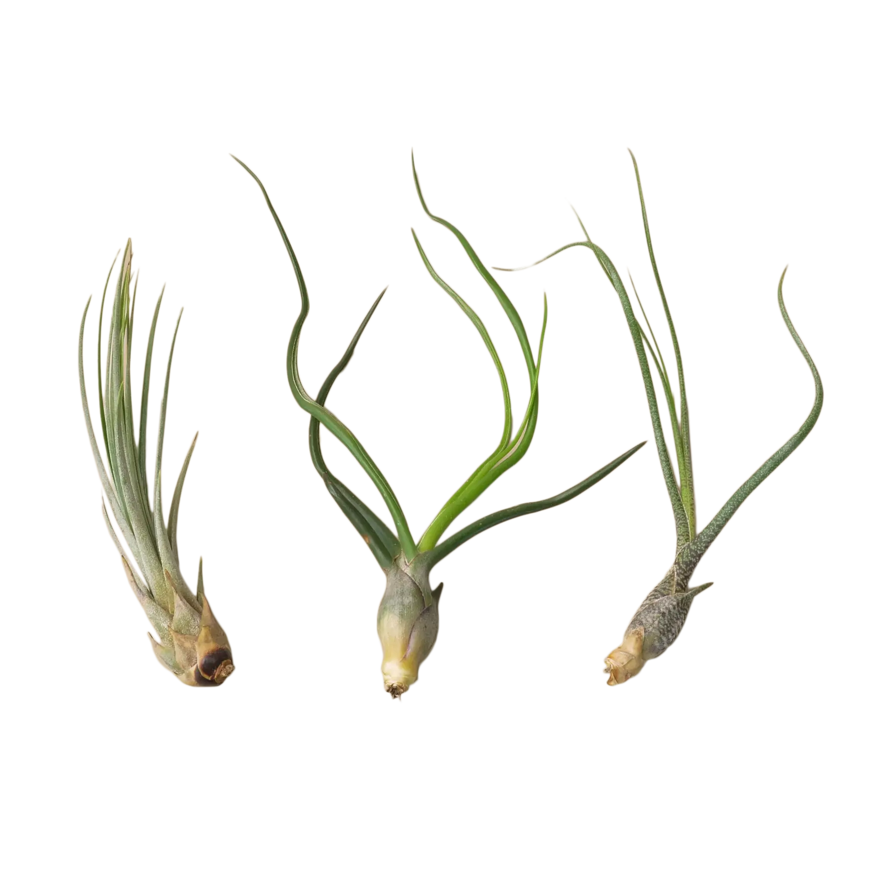 Air Plant Subscription Box - Hive Plants -