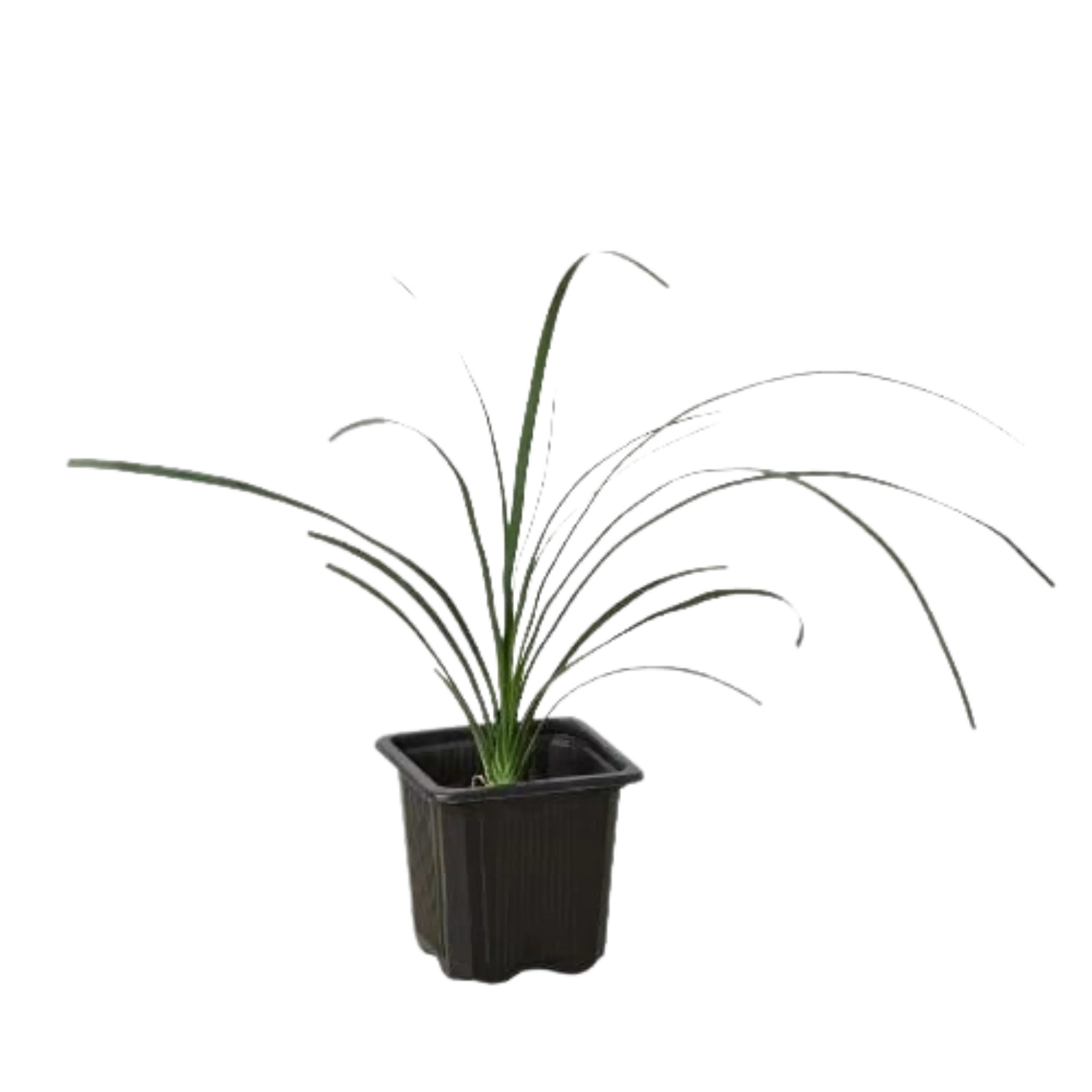 Ponytail Palm - Hive Plants - Indoor & Outdoor Plants