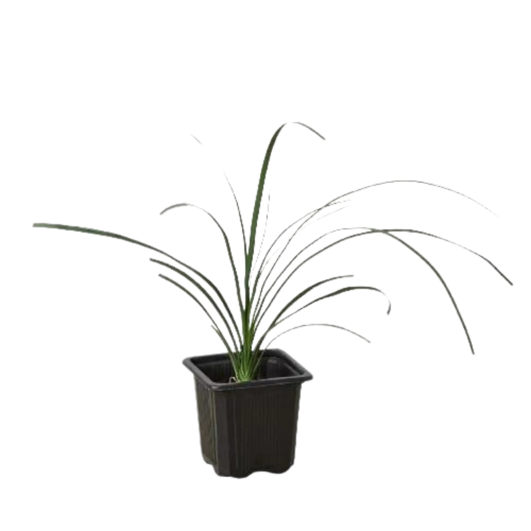 Ponytail Palm - Hive Plants - Indoor & Outdoor Plants