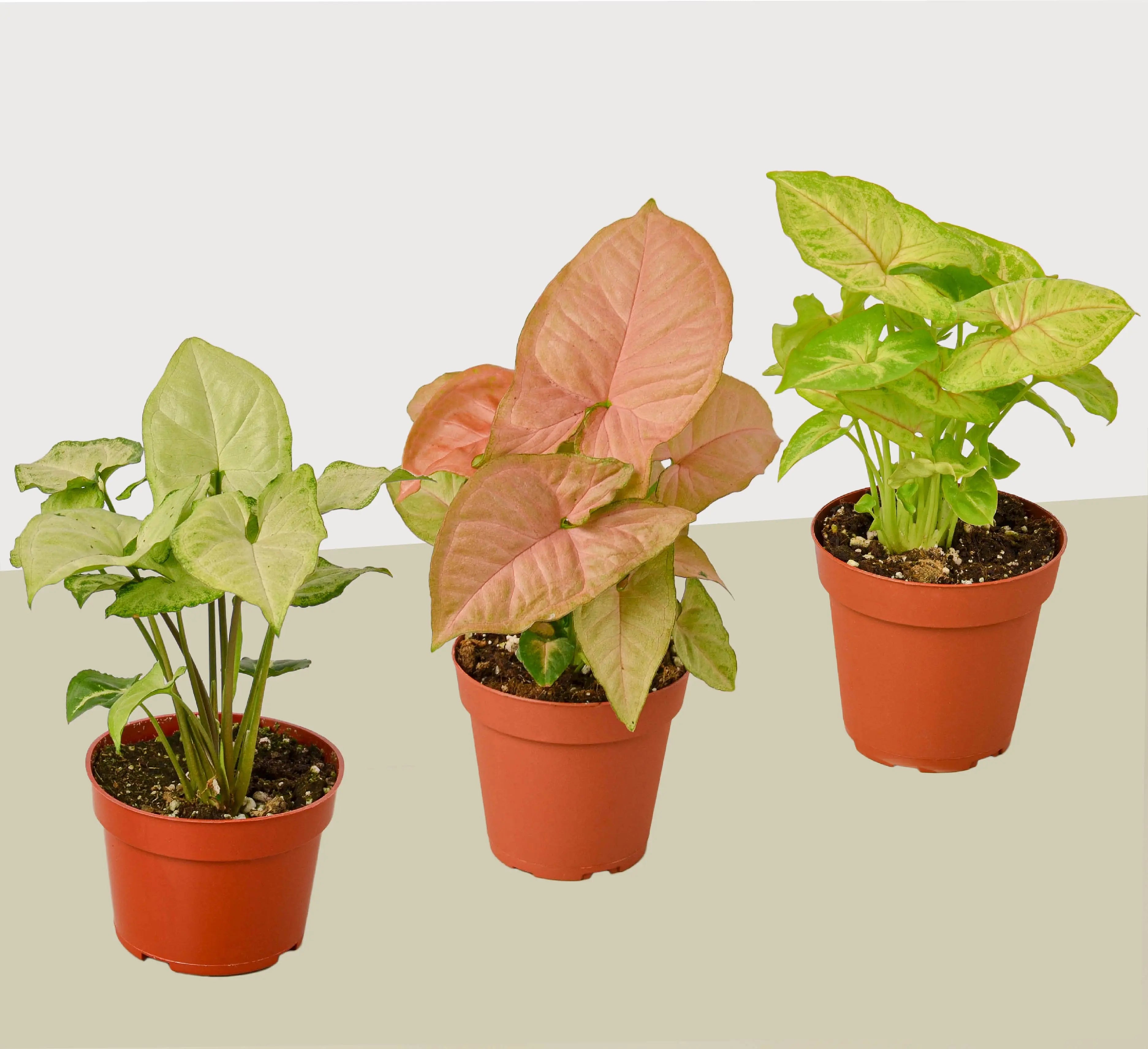 Syngonium - 3 Pack - Hive Plants -