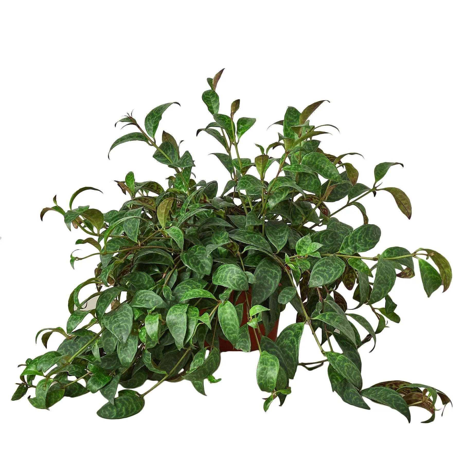 Lipstick Black Pagoda - Hive Plants -