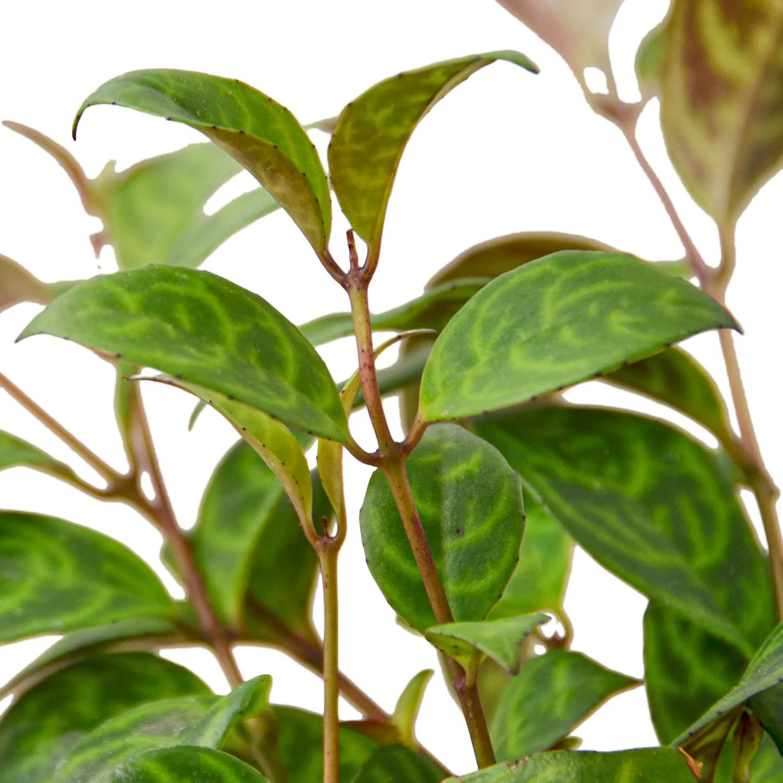 Lipstick Black Pagoda - Hive Plants -