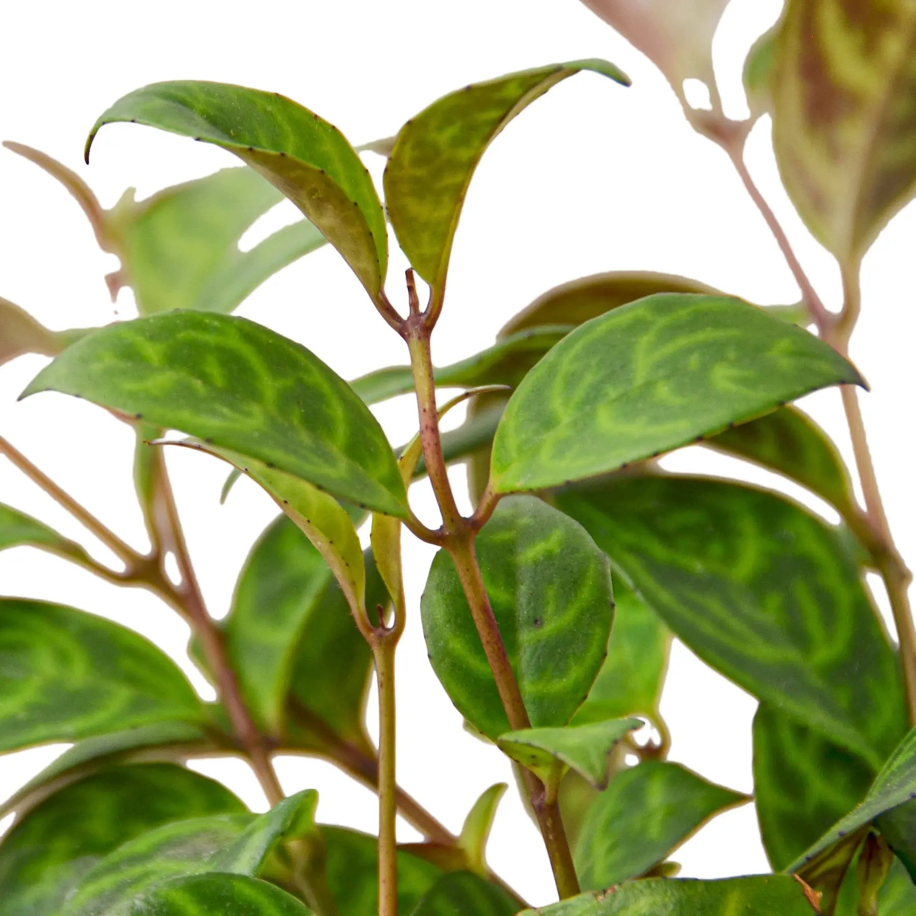 Lipstick Black Pagoda - Hive Plants -