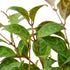 Lipstick Black Pagoda - Hive Plants -