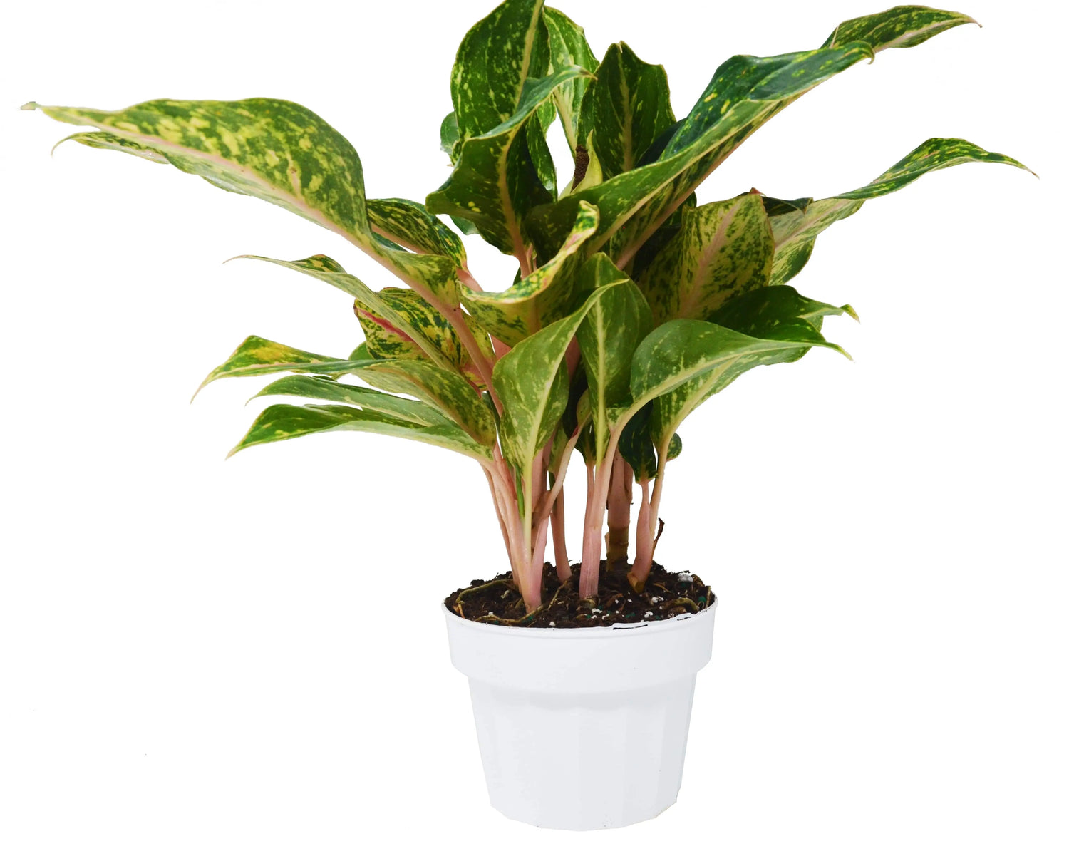 Chinese Evergreen &
