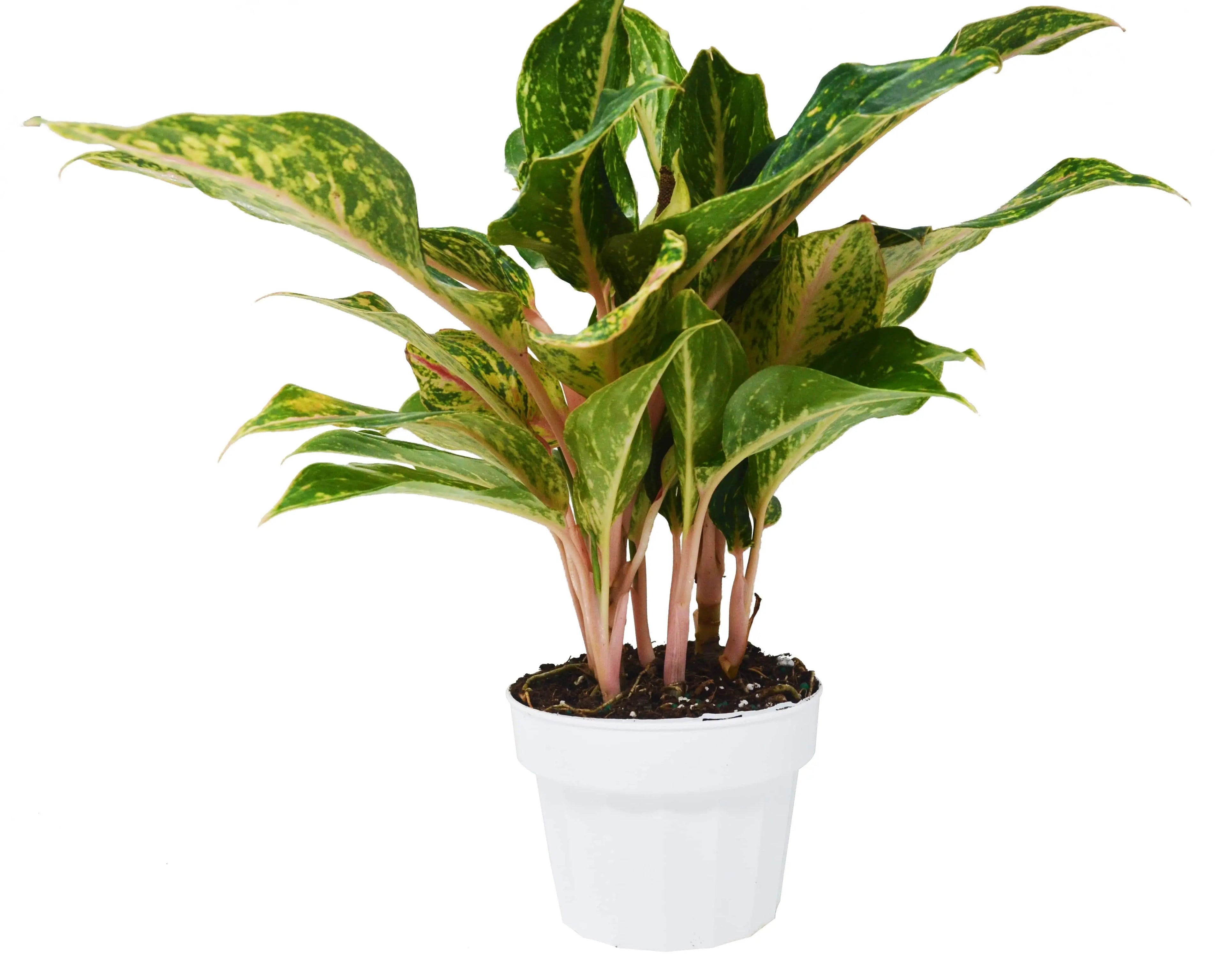 Chinese Evergreen &