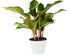 Chinese Evergreen &