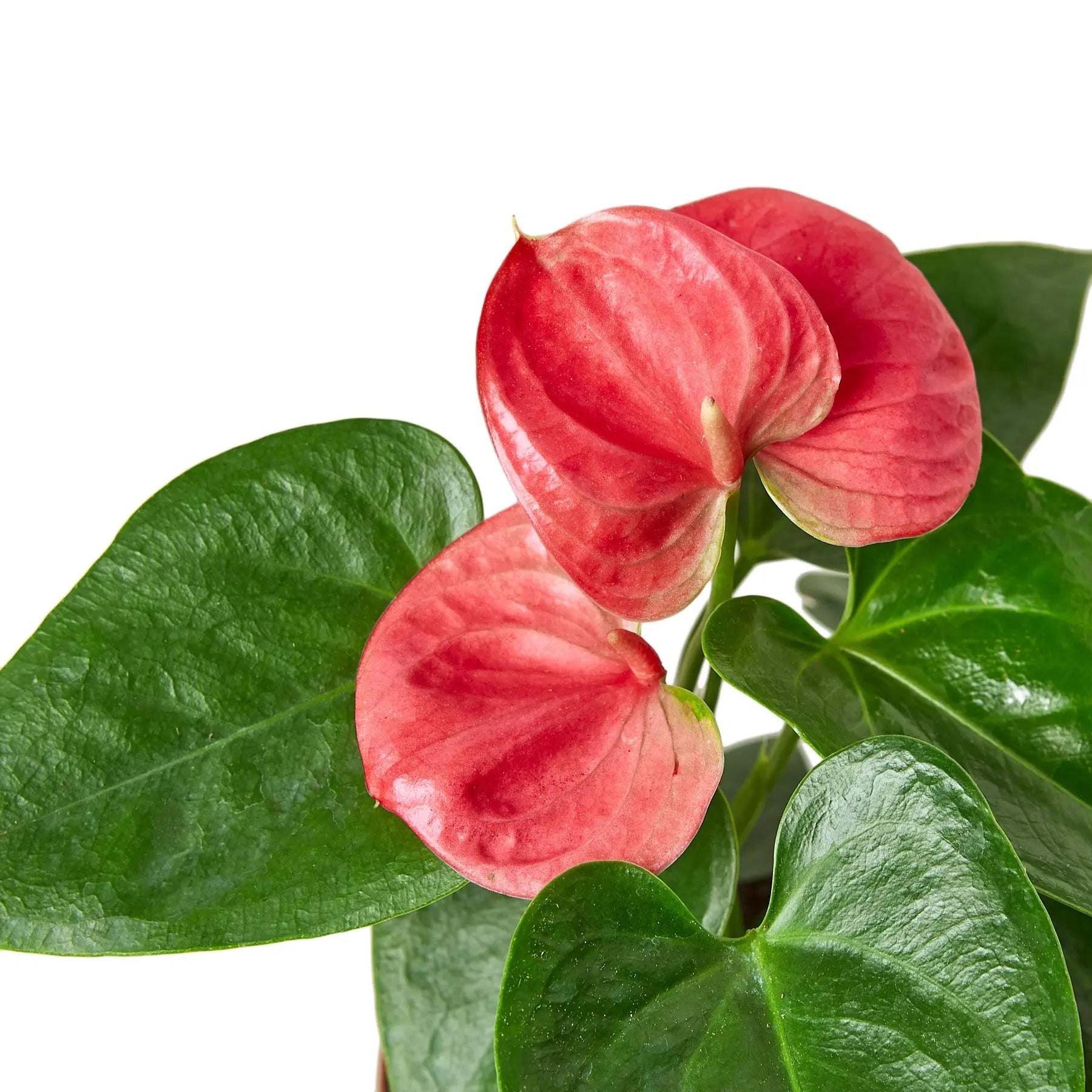 Anthurium Pink - Hive Plants - Indoor & Outdoor Plants