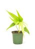 Anthurium &
