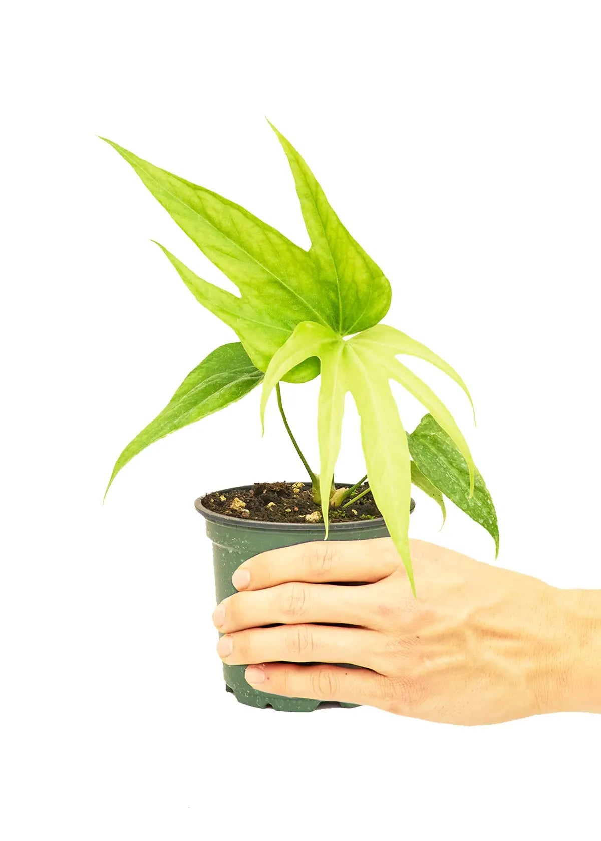 Anthurium &