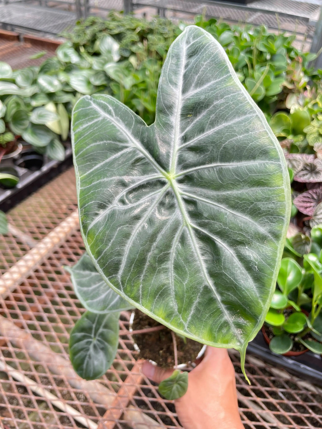 Alocasia Ivory Coast - Hive Plants - Indoor & Outdoor Plants