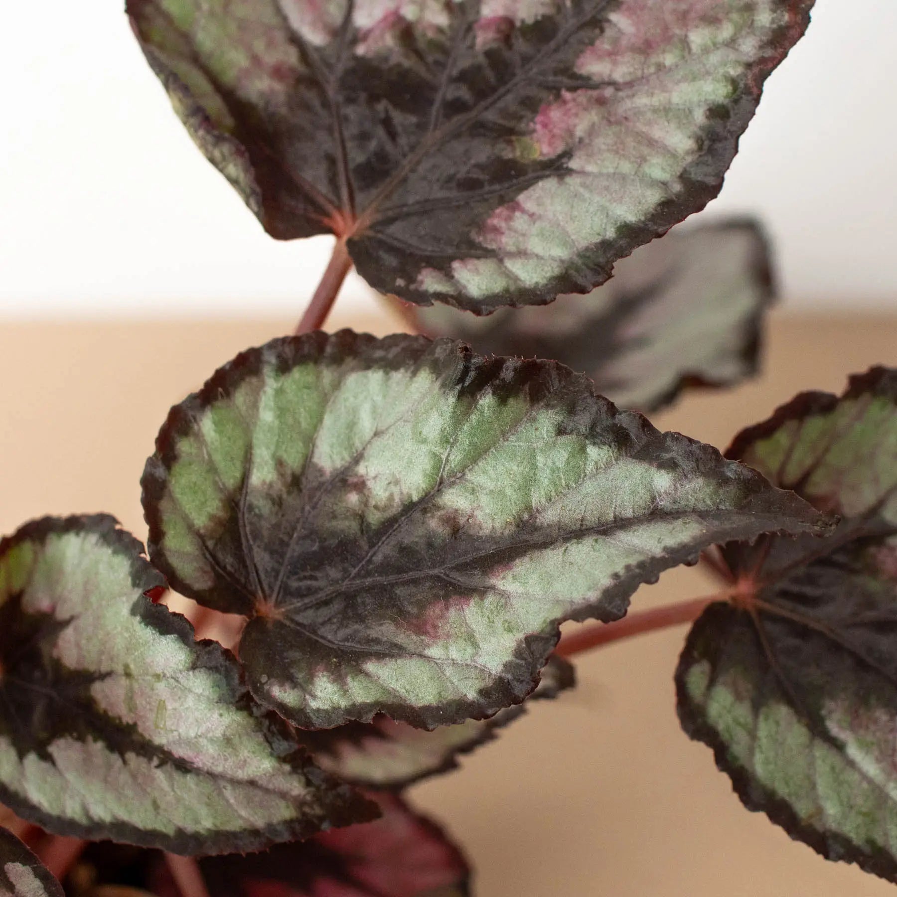 Begonia &