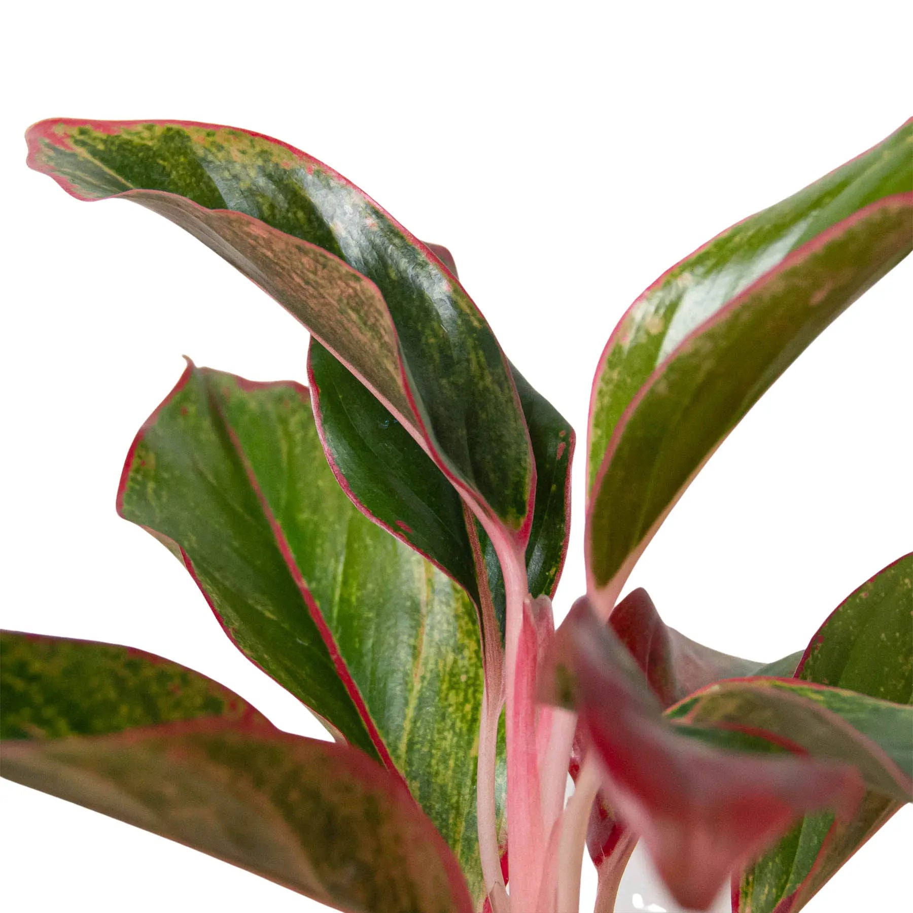 Chinese Evergreen &