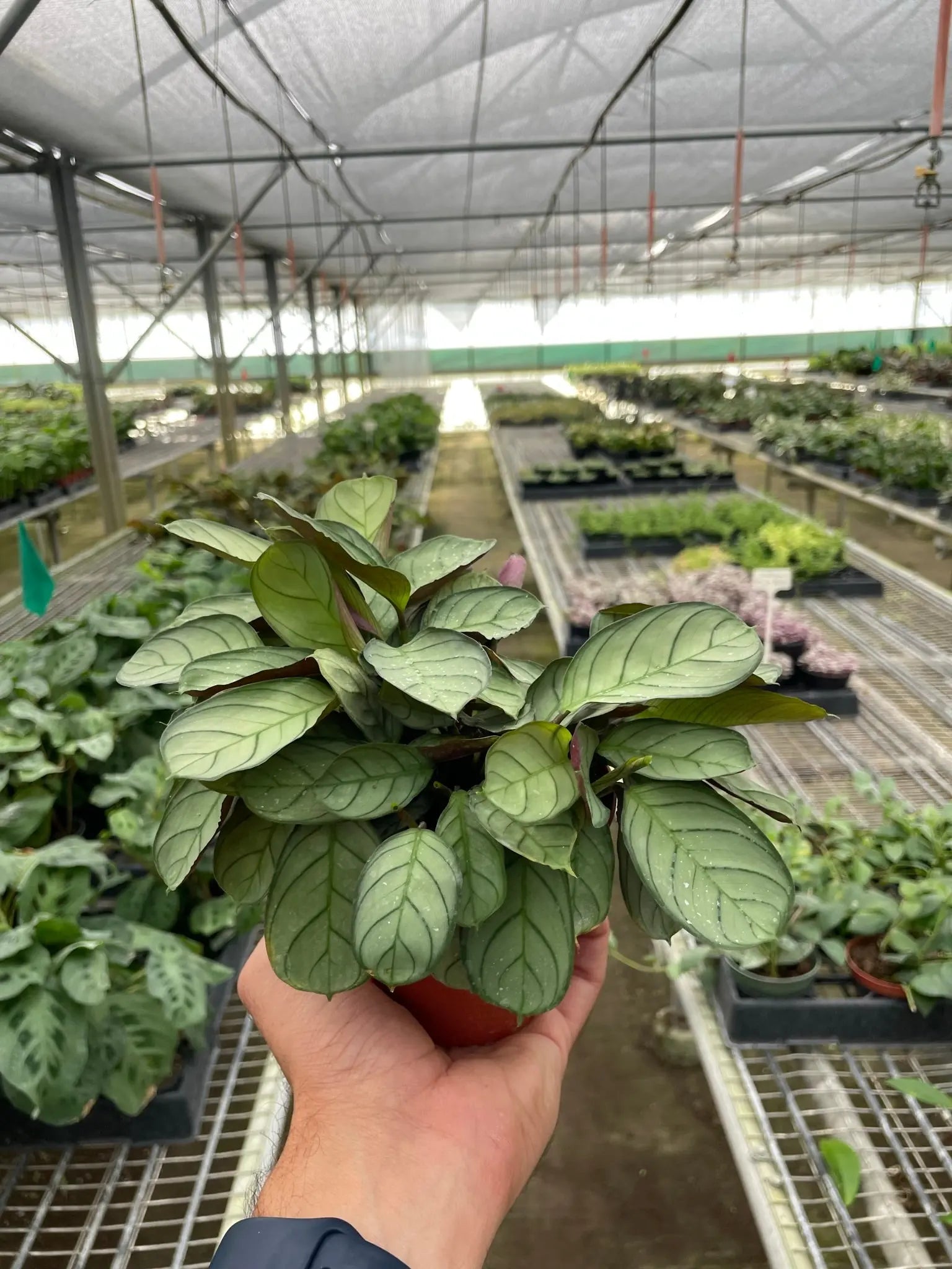 Ctenanthe burle-marxii &