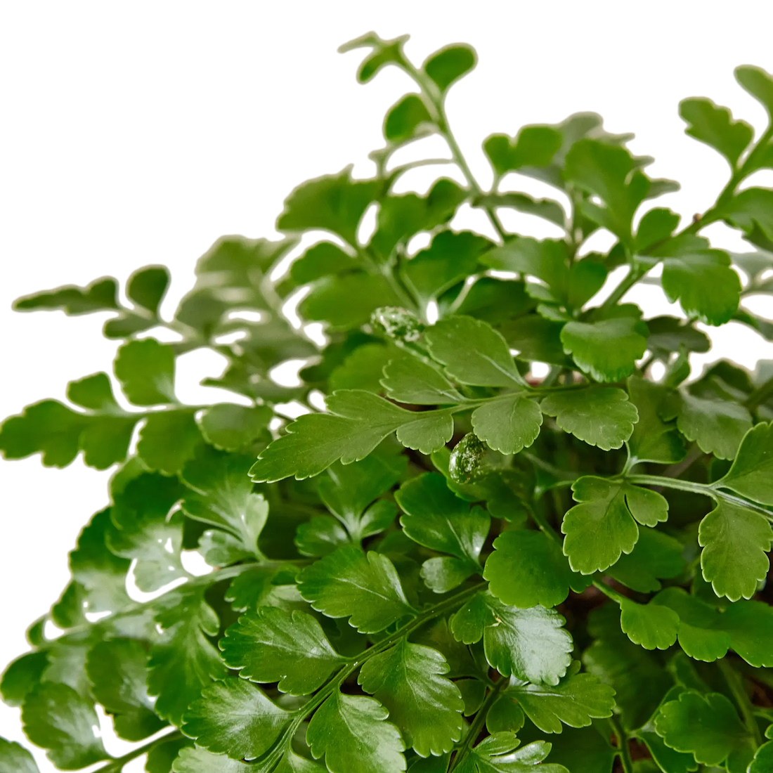 Austral Gem Fern - Hive Plants -