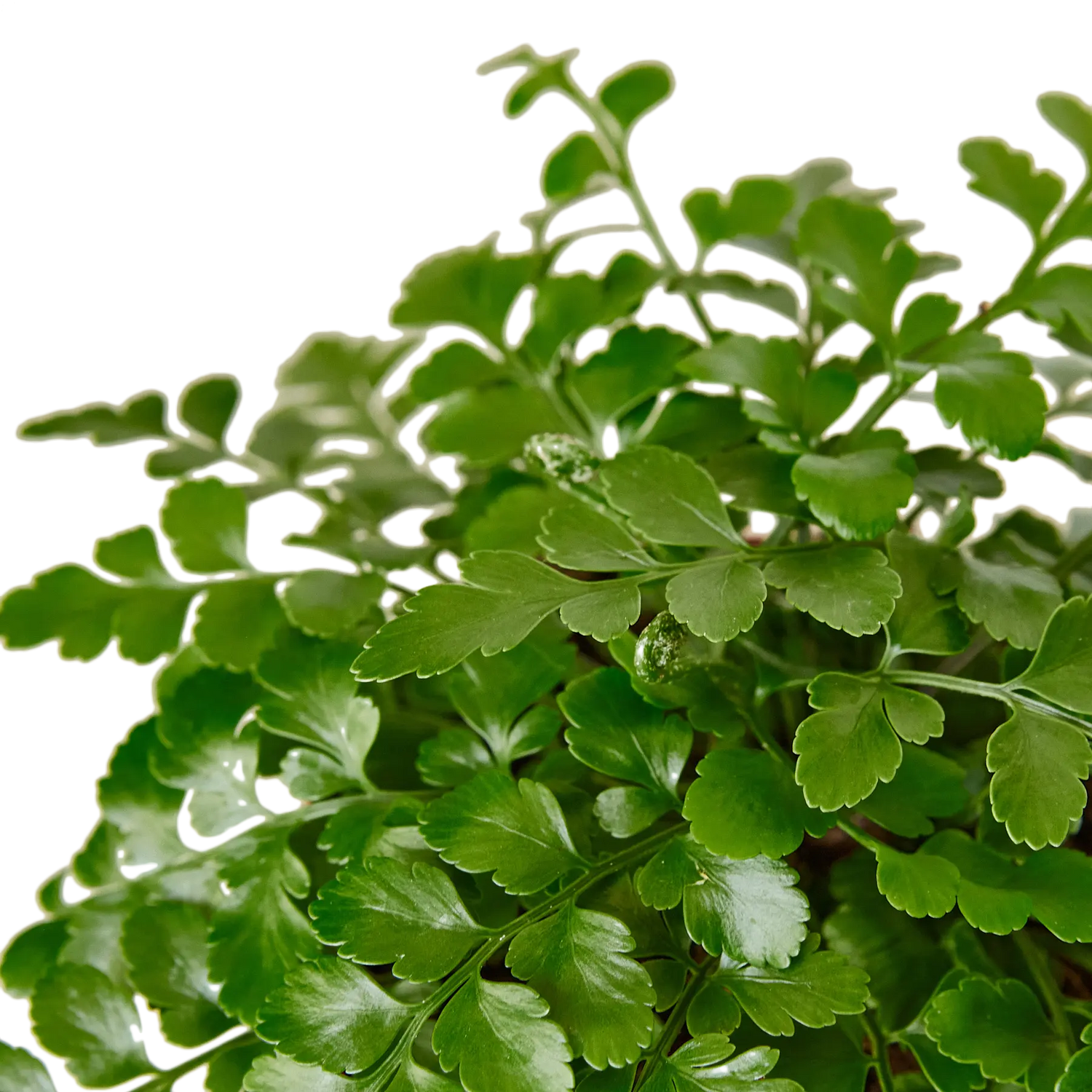 Austral Gem Fern - Hive Plants -