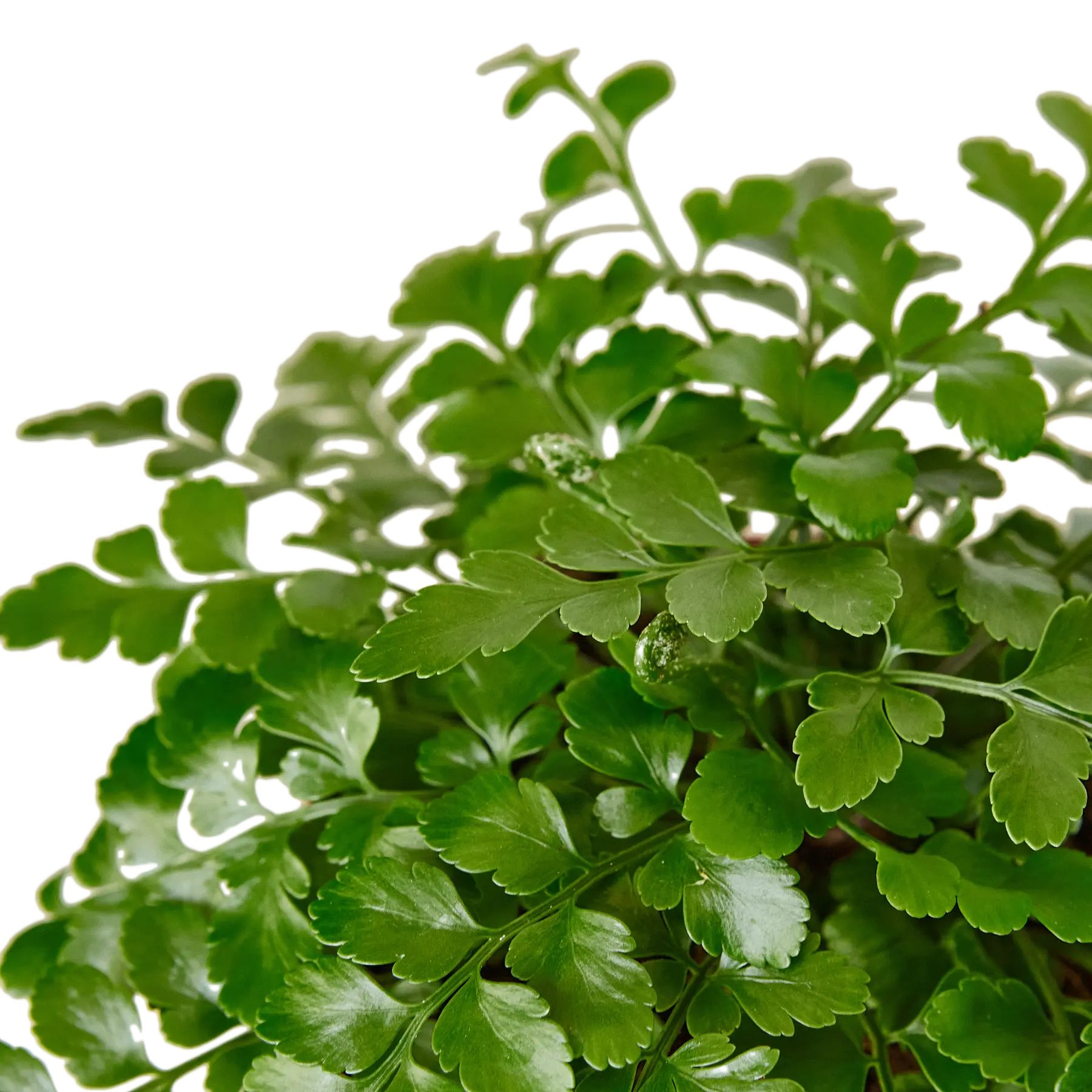 Austral Gem Fern - Hive Plants -