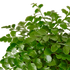 Austral Gem Fern - Hive Plants -