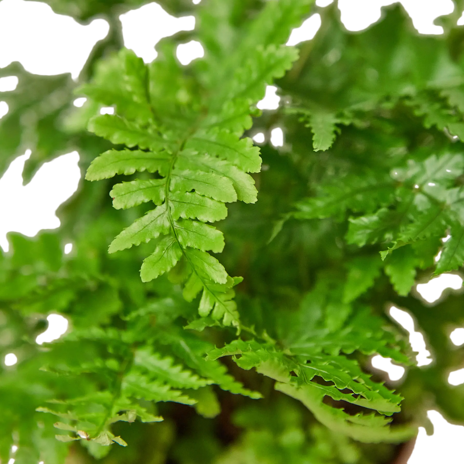 Autumn Fern - Hive Plants - Indoor & Outdoor Plants